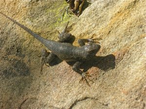 Ojai Lizard