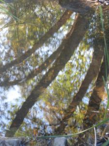 Pond reflections 2, Ojai, CA